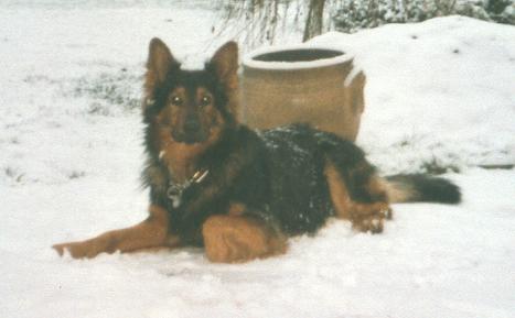 Bill_vom_Altdeutschen_Traum_im_Schnee