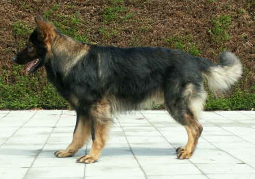 Indy vom Schloß Bladenhorst