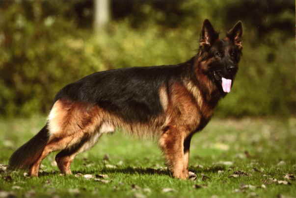 Marco Polo vom Gollerweiher