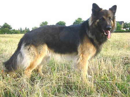 carlo_vom_ludwigsburgerhof_standbild